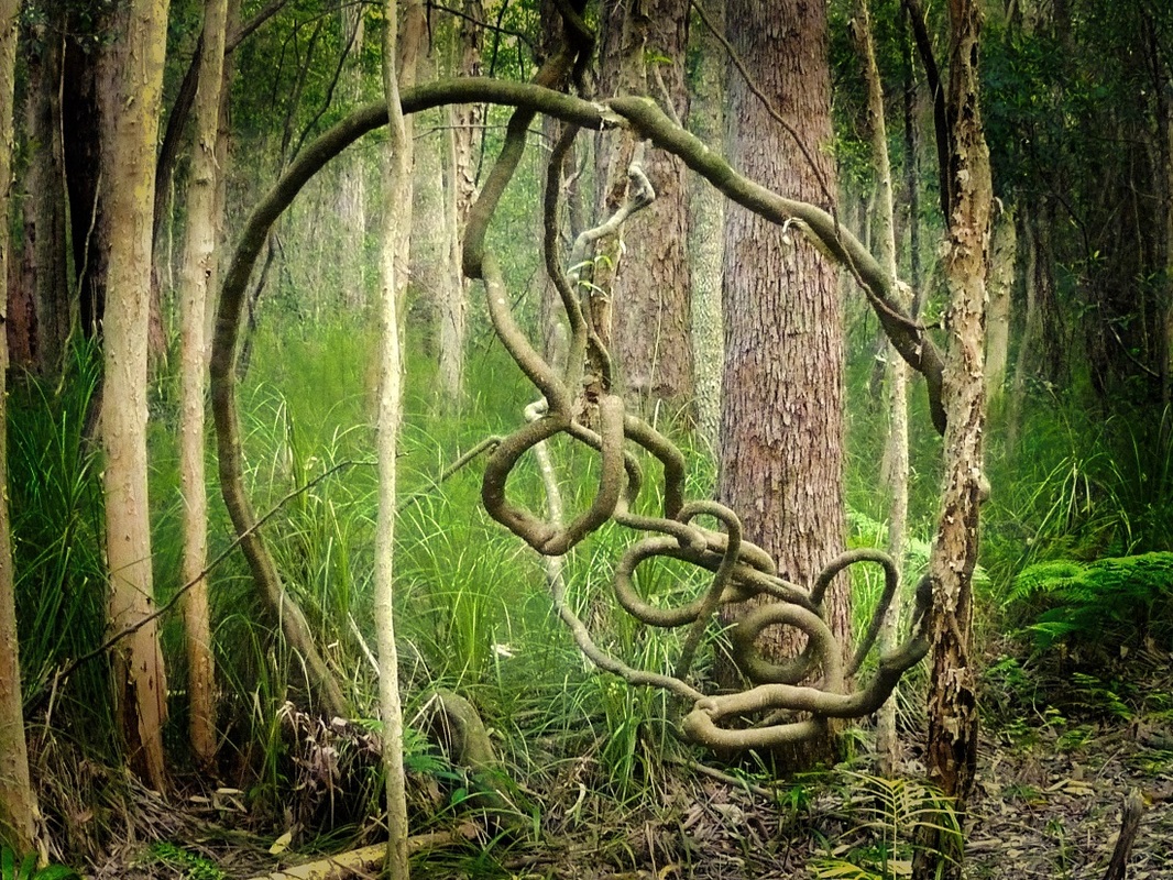 Gerry Joe Weise, Land Art. Environmental Squiggly Art, subtropical forest, Dorrigo National Park, Australia, 2015.
