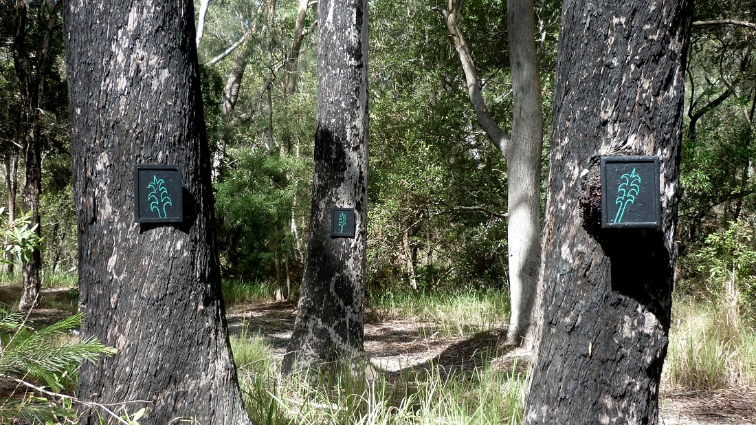 Gerry Joe Weise, Land Art. Black Gum Trees, mixed media with eucalyptus trees, Grafton, Australia, 2016.