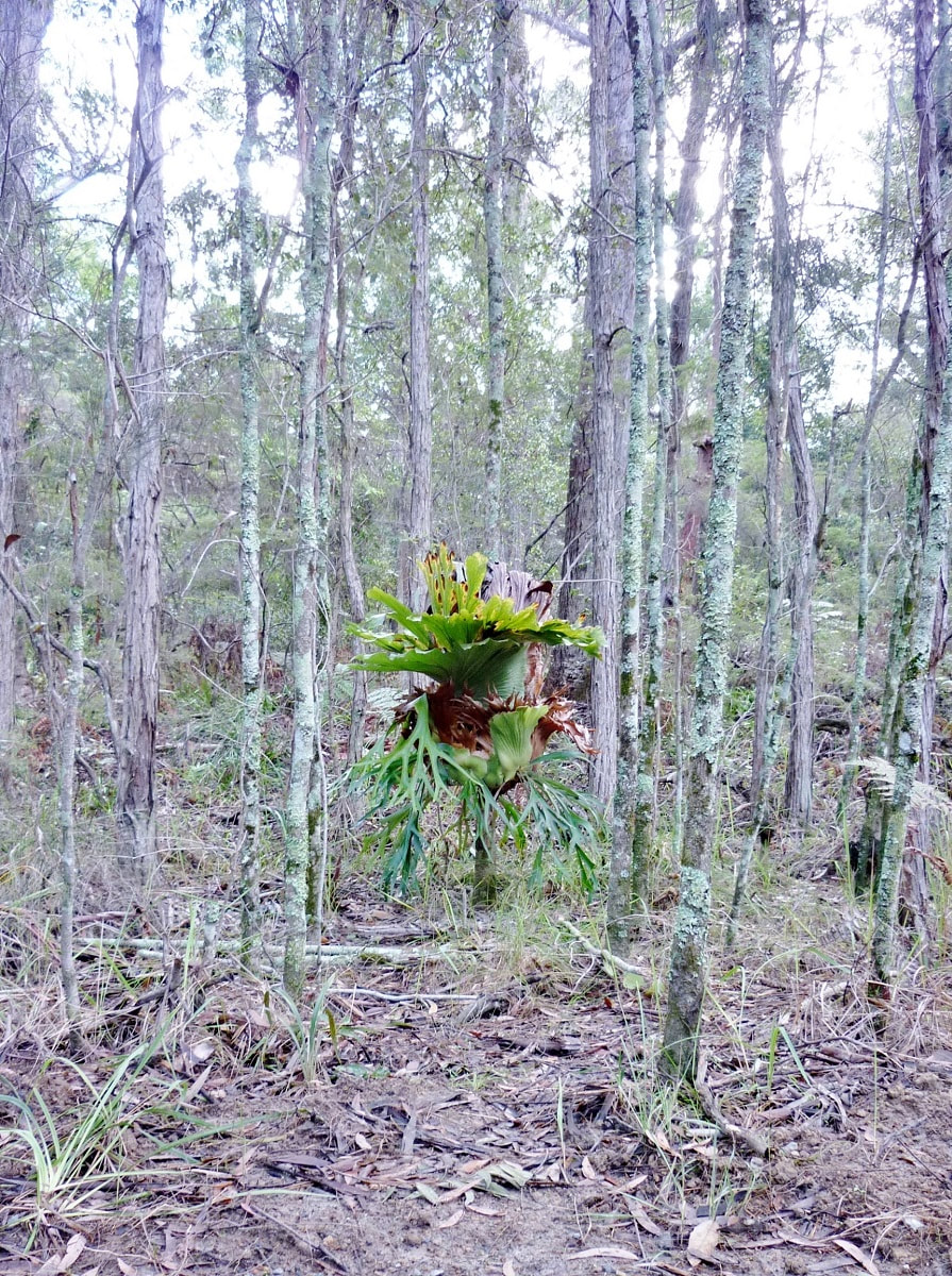 Gerry Joe Weise, Land Art. Alone Among Many, vegetation installation, Bindarri National Park, Australia, 2017.