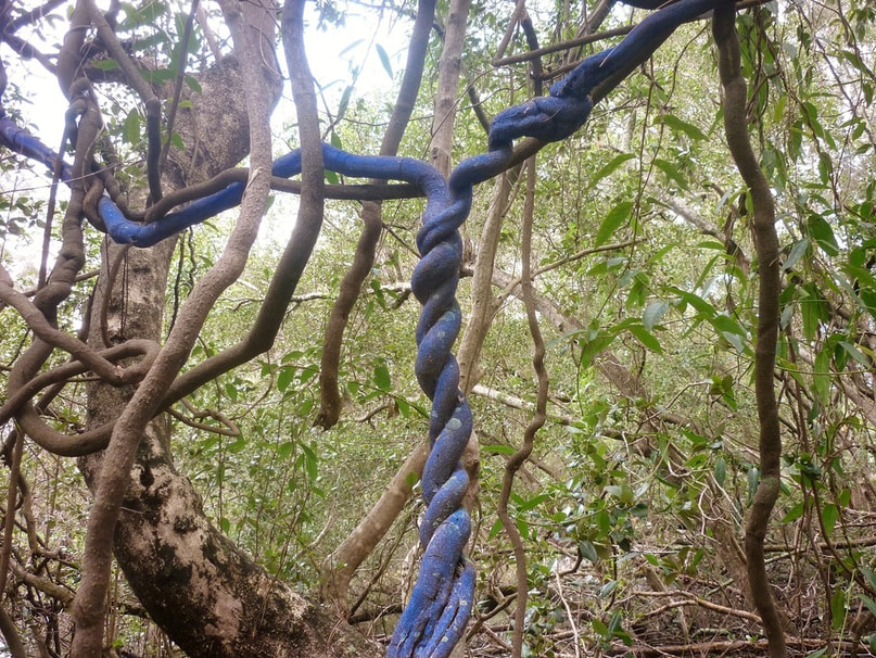 Gerry Joe Weise, Land Art. Environmental Twister Art, washable natural blue pigments, Dorrigo National Park, Australia, 2016.