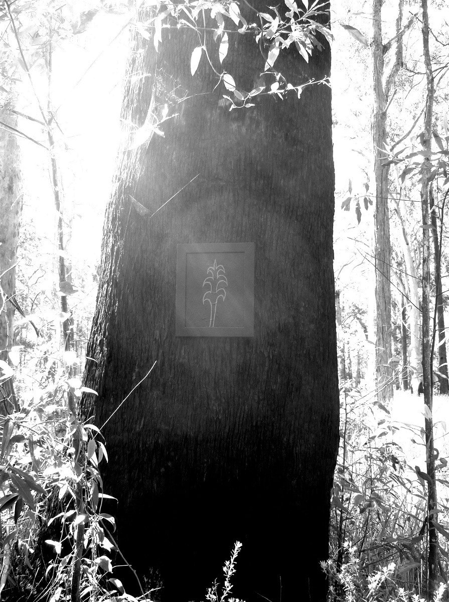 Gerry Joe Weise, Land Art. Black Gum Tree, mixed media with eucalyptus tree, Grafton, Australia, 2016.